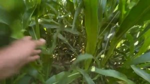 Полевые обследования. СПК «Звениговский» Республика Марий Эл