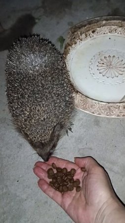 Смелый ёжик