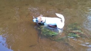 Речная прогулка.mp4