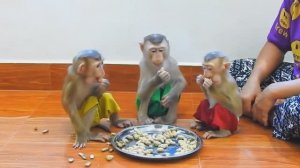 Обезьянки едят Нам на потеху ЖАРЕНЫЕ ОРЕХИ  Улыбайтесь не стесняйтесь