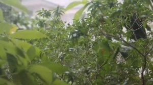 🌿Инструментальная Музыка: Романтическая Гитарная Музыка Для Душевного Спокойствия ♥️