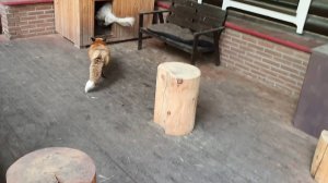 Лиса Алиса. Лиса загоняет собаку в будку и утаскивает веник.