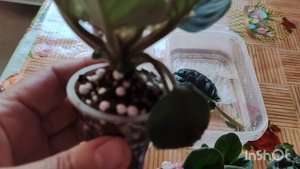 Расширяю свою коллекцию. Очередная посылка с химерами.