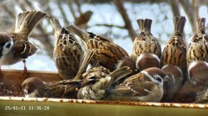 Воробьи зимой в кормушке - Январь 2025