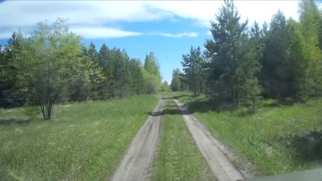 Дорога в лесу.