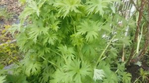 Что нельзя сажать с  розами ,а что не помешает