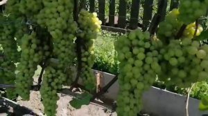 Окрашивание винограда в открытом грунте 27.07.2025г. г. Томск.