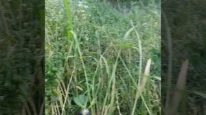 сижу в поле гречиха овёс рожь горошек