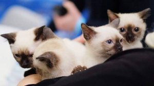 В Госдуме разработали законопроект о едином реестре заводчиков