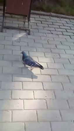 The pigeon. Full video.