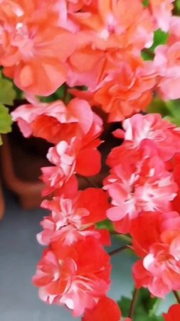 АБ Кораллы Суламифи, ЮВ Феникс, ИРИОЛ Алиенора Аквитанская