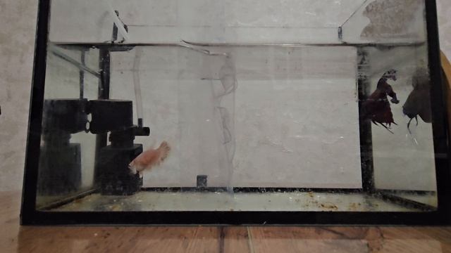 Рыбки петушки в аквариуме