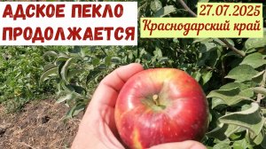 Адское пекло продолжается. Что с баклажанами и яблоками?(27.07.2025)