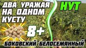 Два урожая, на одном кусту! НУТ "Боковский белосемянный"