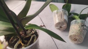 Какие красивые новинки 💓😍.Биглип шикарный, жаль, что корни частично в дороге схлопнул🥺😔