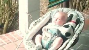 МАЛЕНЬКАЯ СОБАКА НАШЛА СВОЕГО ХОЗЯИНА И ПРИГРЕЛА МЕСТЕЧКО