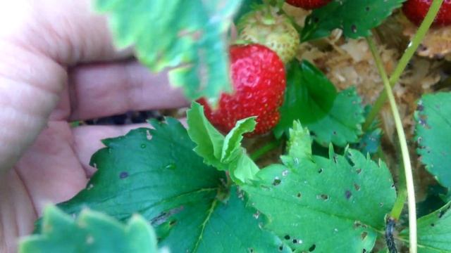 Клубника на опилках. Первые ягоды 2019 года.