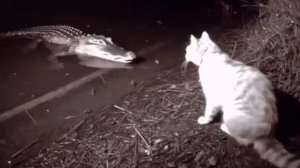 Однако,договорились.