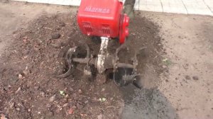 Убираю старую клубнику