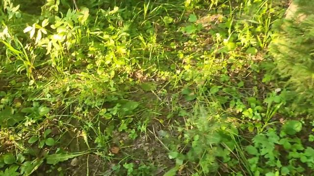 По грибы 2025! Вечерние подосиновики! смотреть онлайн