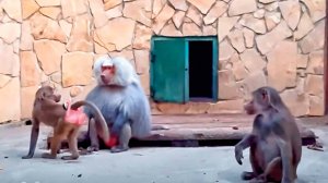 Что делают в темноте Люся, Лида и Елисей? Украденное мясо кошкам вкуснее😊Угостили анубисов и пискух