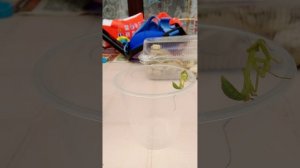 мой богомол и паук!!!