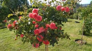 Штамбовые розы Текила и Розариум ютерсен.