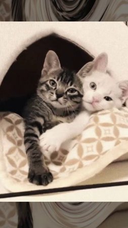 Котята ложатся спать