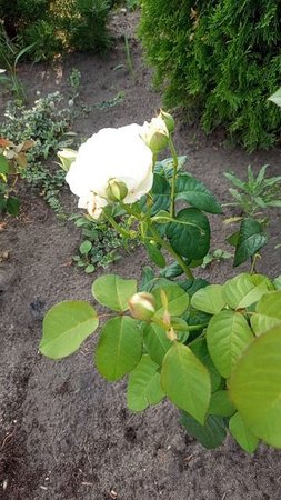Японская роза 🌹 "Принцесса Миюки"