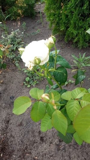 Японская роза 🌹 "Принцесса Миюки"