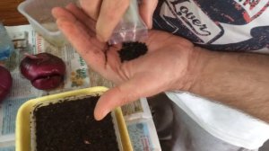 Выращивание ялтинского лука через рассаду в Удмуртии | Часть 1 Выращивание рассады