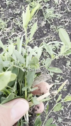 Когда нужен чёрный пар #сорняки #сзр #агроном #сельскоехозяйство