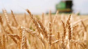 Аграрии юга России могут потерять до 25% урожая из-за засухи