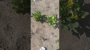 Цветение древовидной гортензии Стронг Анабель
