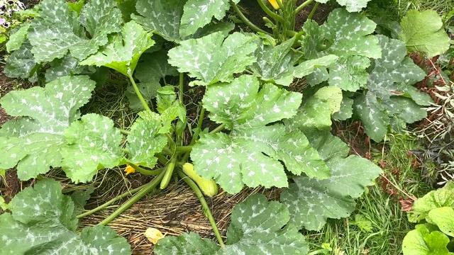 Кабачки 🥒 2025. От и до.