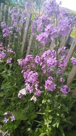 #natire #village #flowers