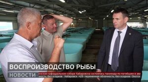 Анюйский рыбозавод: увеличить воспроизводство осетра. Новости. 28/07/2025. GuberniaTV