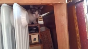 Кошечка стукает лапкой за котяток