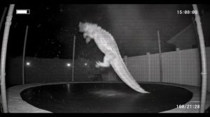 что делают животные ночью у меня во дворе и батут