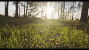 Это видео - симфония леса, света и души - I Hear Echoes -- Ketsa -- Light Rising