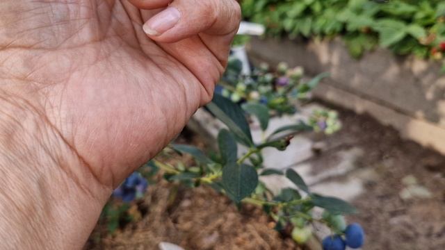 Урожай голубики на сорте Река ,соотношение кол-ва ягод и ветвей в кусте. смотреть онлайн