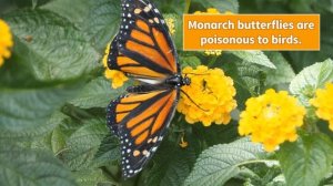 Kids  Box  3   Unit  7  CLIL  video