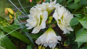 08-08-2025.Дача.Гиппеаструмы цветут.Убираю чеснок и чищу канаву от вьюна.