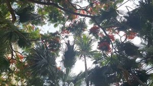 Тёплый ветерок.  Отель Интайм, о. Хайнань, Китай.  Hotel Intime, i. Hainan, China.  中国海南岛银泰酒店。