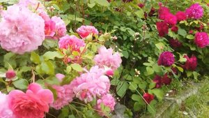 Чудное цветение роз Д Остина и канадок в саду 2020!! Дождалась!