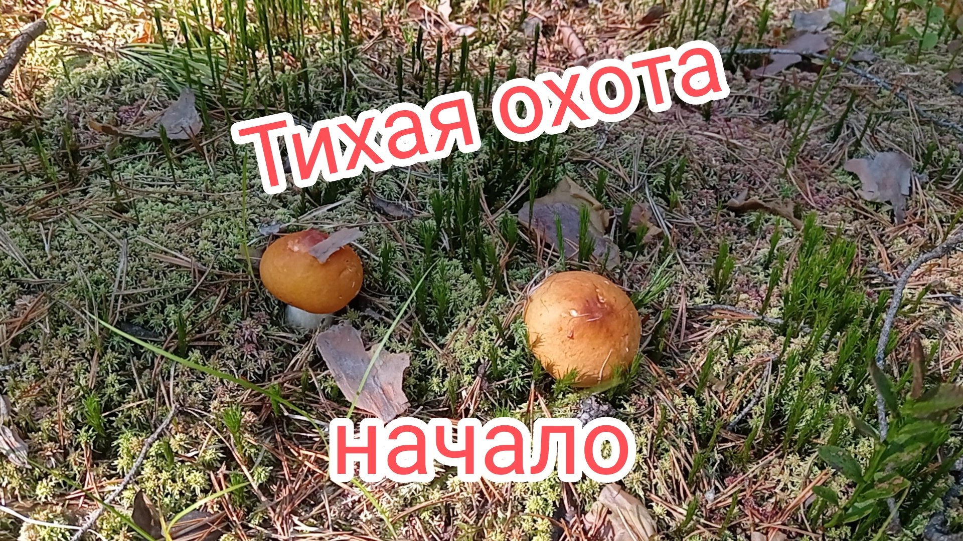 Тихая охота. Начало.