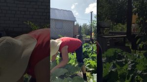 IMG_8770 Убираю нижние листы у капусты.