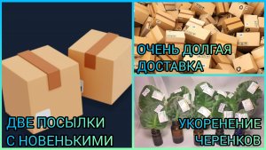 Приехали новенькие. Застряли в дороге. Укоренение черенков фиалок.