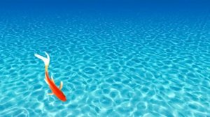 игра для кошек, котов и котят! На экране резвые рыбки плавают для вашей кошки!