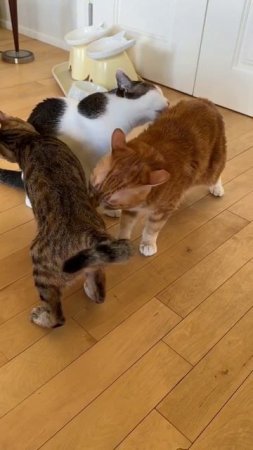 Котячий круголизь в природе